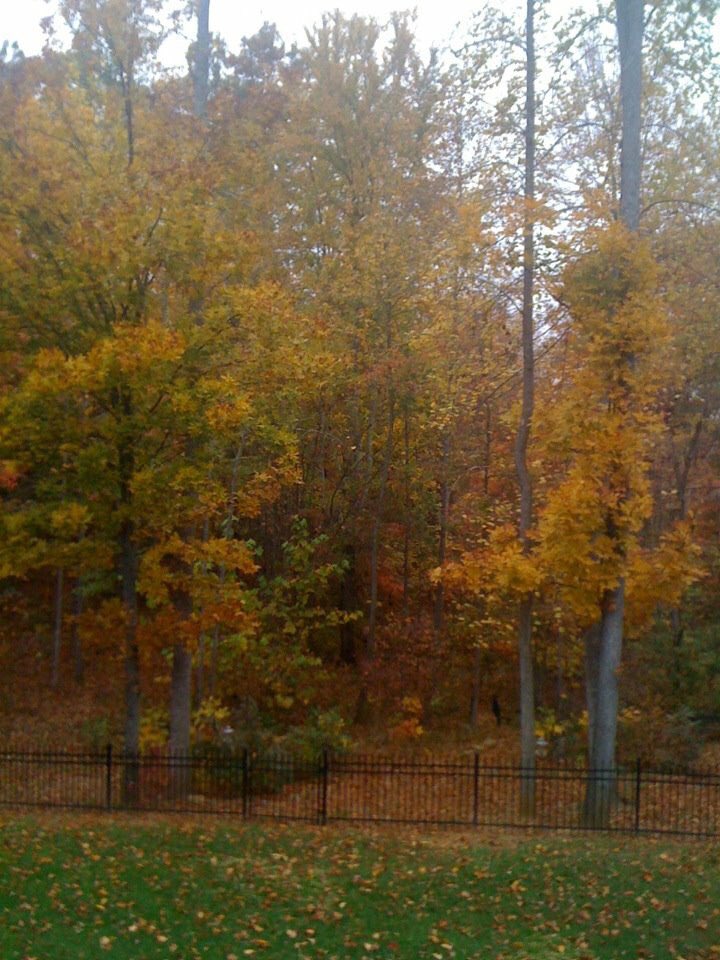 cindyloupy's tweet photo. Transitions...#travel #fall #autumn #fallleaves #winteriscoming #fallglory #leavesarefalling #colorsoffall #autumnmist #seasonschange https://t.co/wvA27sDt4w