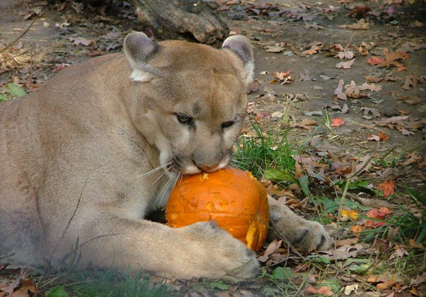 DavidRosowsky's tweet photo. And a trio of additional #BigCat meets #pumpkin pics--  #BooVM #nofilter #nophotoshop https://t.co/6wjyDZCr13