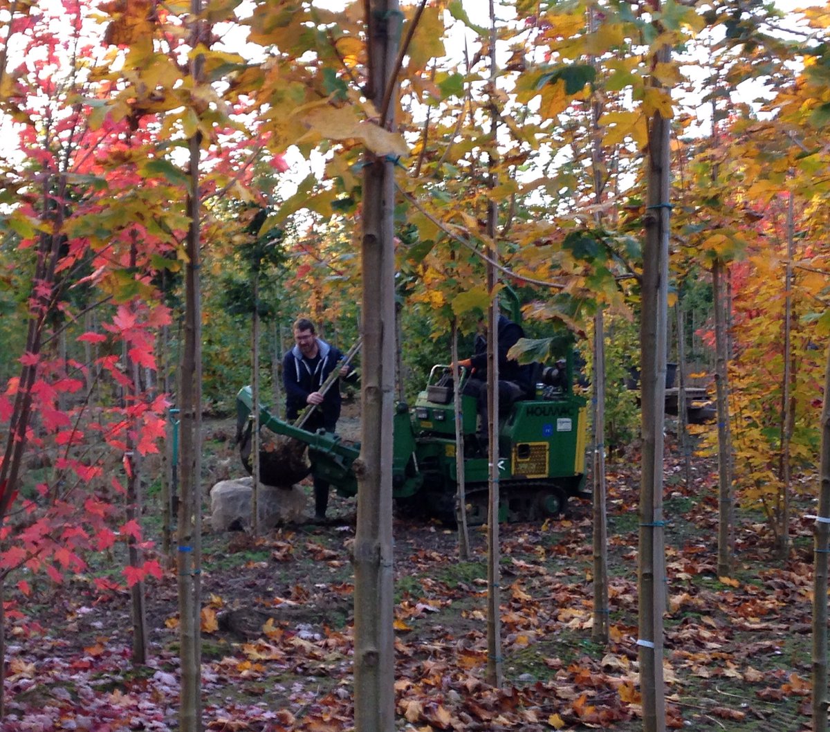 GreenMileTrees's tweet photo. #lifting our first #tree of the season 😁
#autumn #leaves #rootballing #maturetrees #treenursery #northnotts https://t.co/UNOFAiTpnA