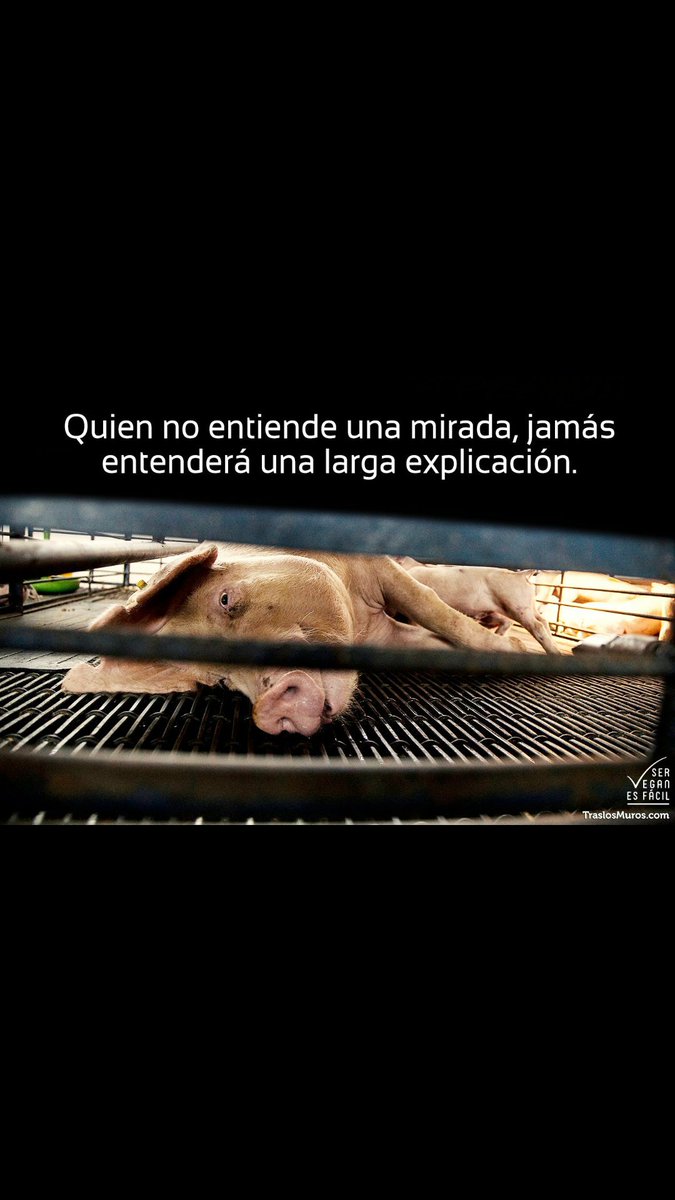 EseCArvaro's tweet photo. @GatinhaWJ @AdaDieJustDie https://t.co/bJXPtmXlFF