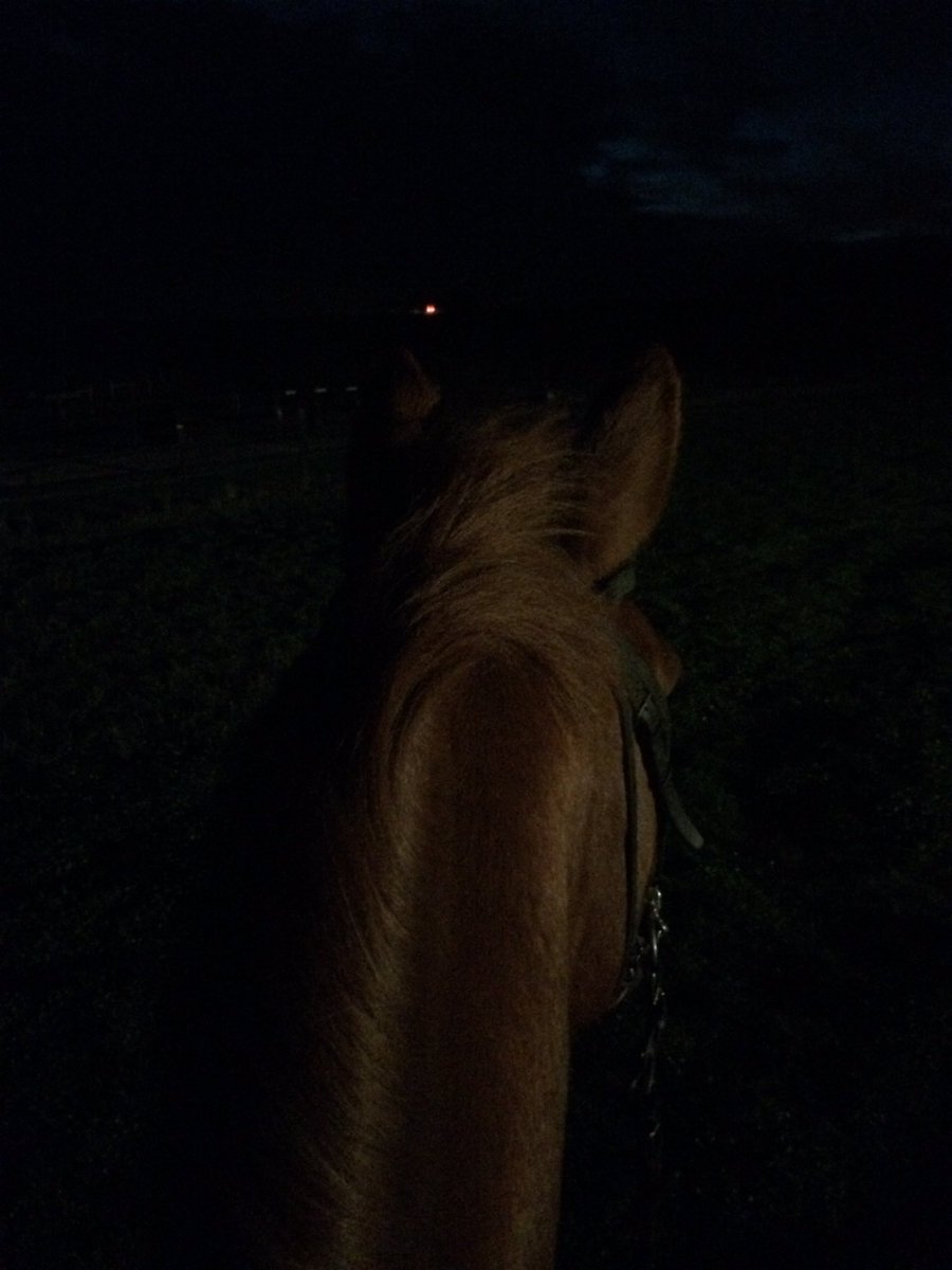 After work ride...love those orange ears! #darknights #eatmorecarrotschenko <a href="/KBISInsurance/">KBIS Insurance</a> @GainHorseFeeds <a href="/Inchs_Saddlery/">Inch's Saddlery</a> <a href="/AriatEurope/">Ariat Europe</a>