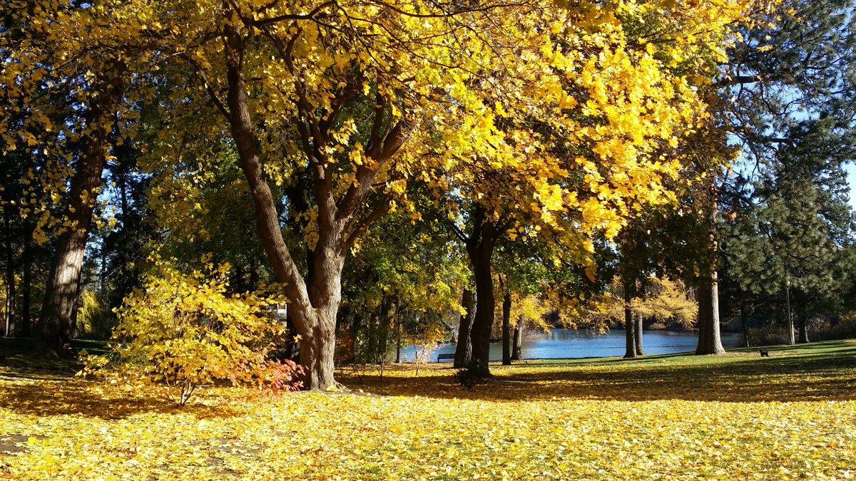 ORFallFoliage's tweet image. Find the newest #Fall color report from our Leaf Reporters here! #ORFallFoliage #TravelOregon #Oregon oregonfallfoliage.wordpress.com/2016/10/28/ore…