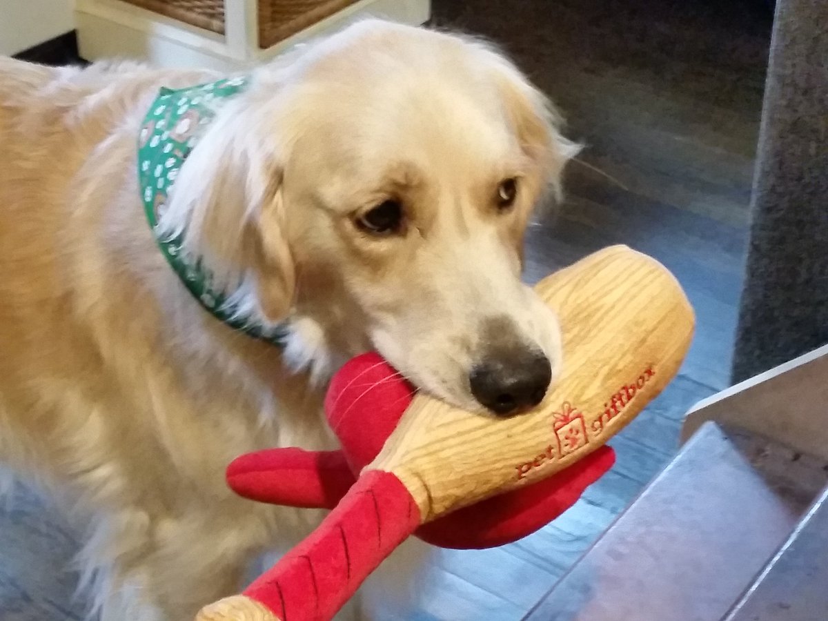 gruber166's tweet photo. Piper says Thank You @petgiftbox https://t.co/zFVZedapW8