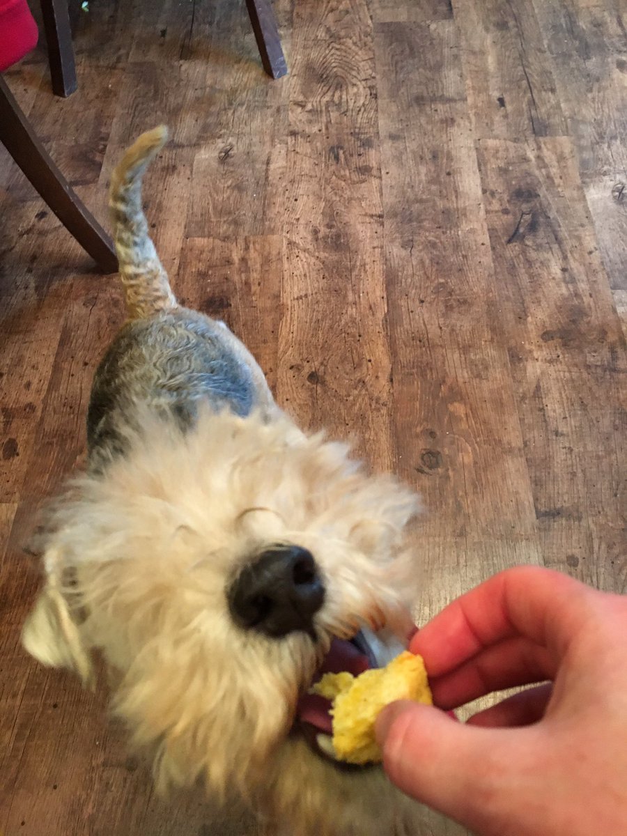 andcoffeebean's tweet photo. Buttery scone !! #nomnomnom #dogsincafes https://t.co/v0Pljv7JpA