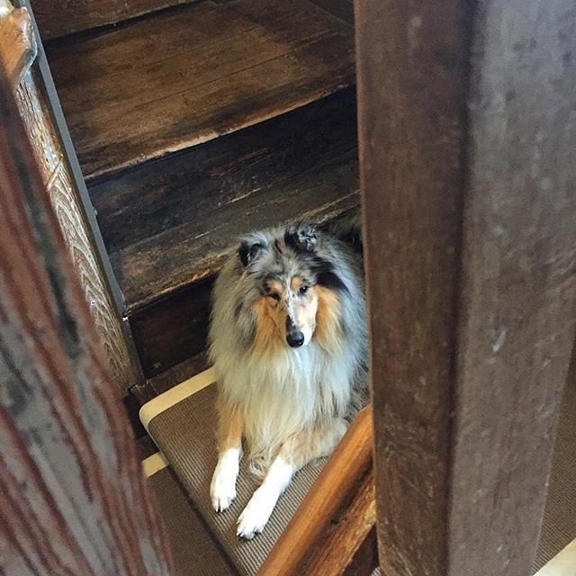 dogloverstagram's tweet photo. Cute. What is she waiting for?: @pmeforever
-
-
#puppylove #doglover #dogoftheday #instape… https://t.co/3nrgPWGPgM https://t.co/ypYKnMtJMs