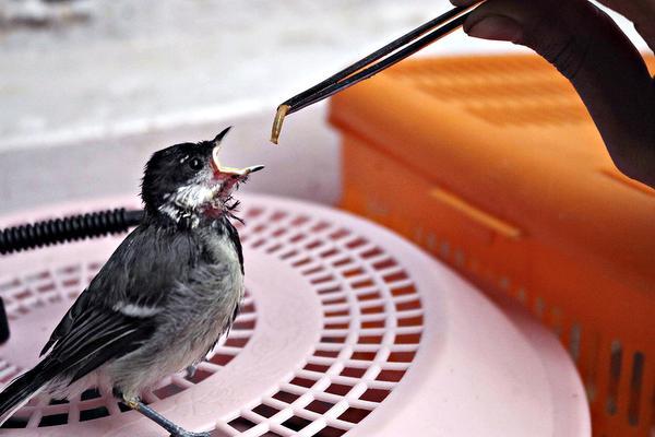 AddictedtoDocs's tweet image. Of heads and tails #documentary #India

thehindu.com/features/metro…