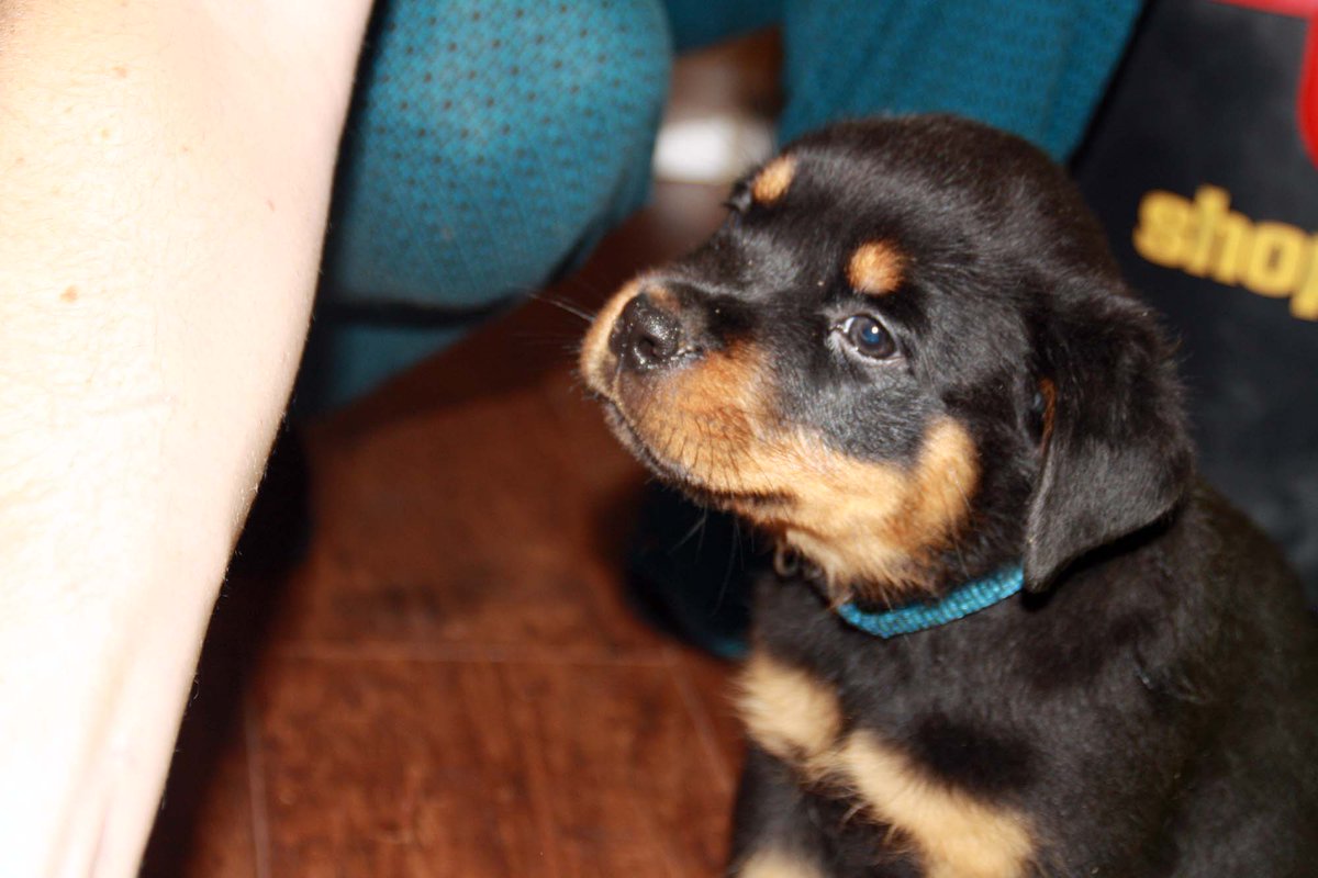 55 HQ Photos Rottweiler Puppies Michigan : Rottweiler Puppies On Twitter 3 Male Akc Rottweiler Puppies Left Located In Michigan Call 231 675 8581 For More Info Or Check Us Out At Https T Co Zhqfamww81 Https T Co V6sfl9fri3 55 HQ Photos Rottweiler Puppies Michigan : Rottweiler Puppies On Twitter 3 Male Akc Rottweiler Puppies Left Located In Michigan Call 231 675 8581 For More Info Or Check Us Out At Https T Co Zhqfamww81 Https T Co V6sfl9fri3