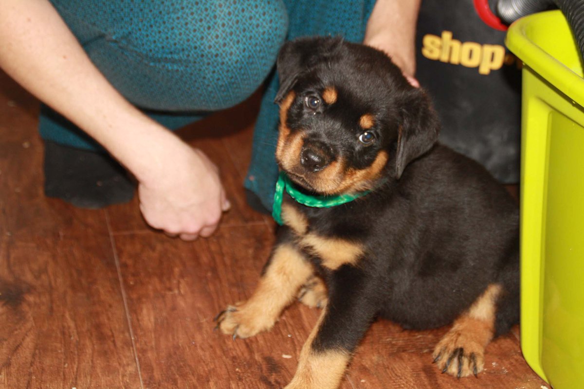 rottpups's tweet image. 3 Male AKC Rottweiler Puppies left. Located in Michigan. Call (231) 675-8581 for more info or check us out at pantheonrottweilers.com