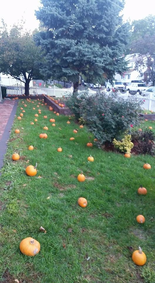 HSAFairview's tweet photo. Pumpkins grew overnight!  All ready for the pumpkin patch! https://t.co/0ebtPL9Qjp