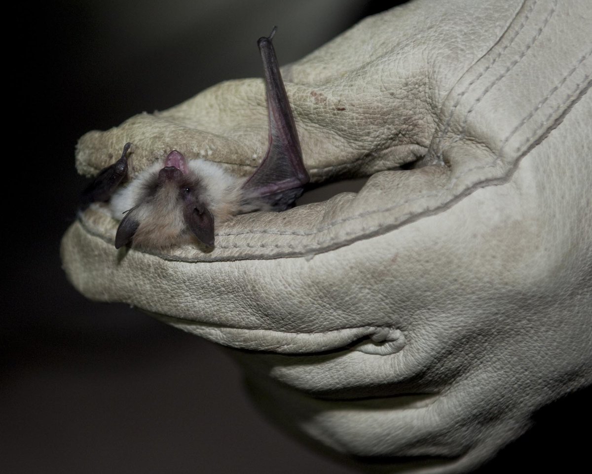 The California Myotis, Myotis californicus, is a species of vesper bat. They have pale, dull fur, a small foot, short forearm, and a relatively long tail. Their ears are medium sized—extending slightly beyond their snout when laid forward. They are inhabitants of wooded canyons, open deciduous and coniferous forests, and brushy hillsides. They can be found in in British Columbia in Canada, Guatemala, Mexico, and west