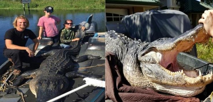 Giant gator caught in St. John's River. bit.ly/2e4ymju https://t.co/nC45XDfj5O