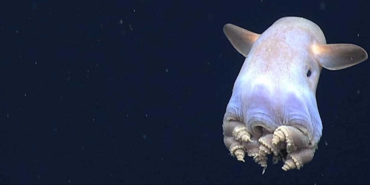 legendlearning's tweet photo. Deep Sea Science Lessons learned at #NCSTA2016 & #njsc16 with @erika_bergman & @galloglobal https://t.co/ek5w4aixV7 https://t.co/6mKuk9oAkB