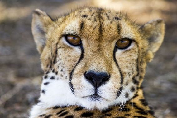 bizagi's tweet image. 5 Digital Business Lessons we can Learn From the Cheetah #digitaltransformation #enterprise #digitalbusiness okt.to/g8WGtA