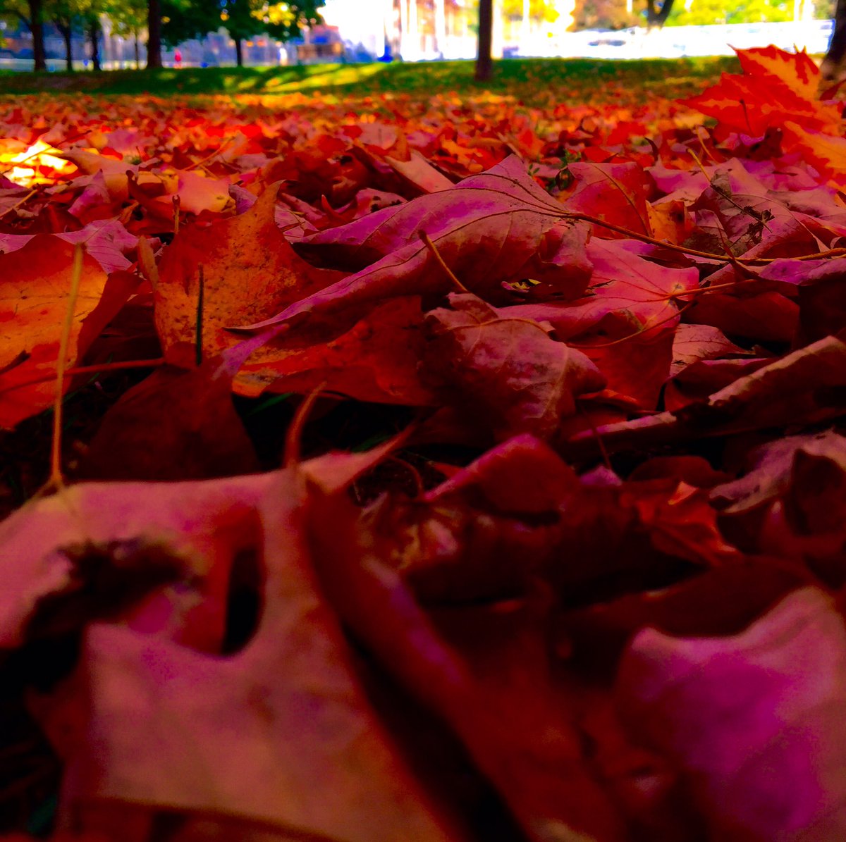 3B_BlueBigBird's tweet image. #fallTO