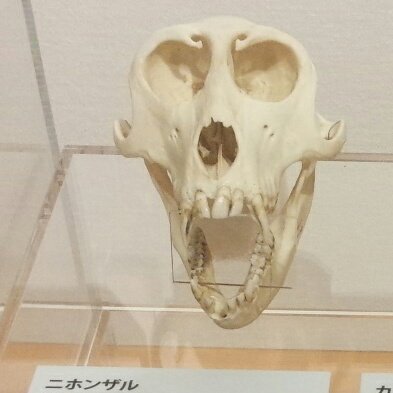 ミュゼット 麻布大学博物館解説サークル A Twitter ニホンザルの歯は変わっていて 犬歯が大きく ここがライオンの臼歯 のように食べ物を切り裂く働きをします また 臼歯はその名の通り臼のよう ここでは食べ物を咬みくだき おしつぶしているようです そんな