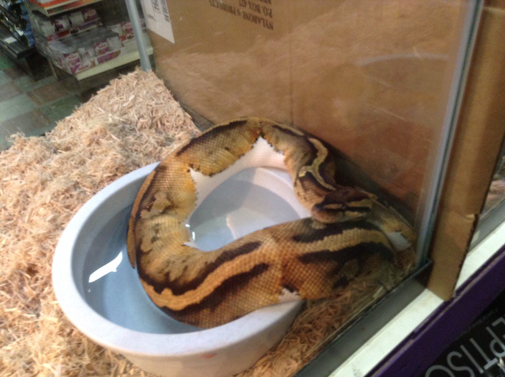 Kingsnake03's tweet image. Here's a Ball Python in the water bowl. #ballpython #ballpythoninthewaterbowl #adultballpython #ballpythonatpetzone