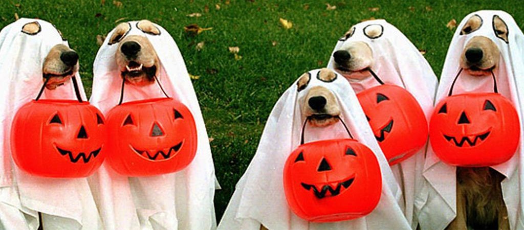 coldwellbanker's tweet photo. 13 Spook-Free Safety Tips to Keep Your Kids &amp; Pets Safe this Halloween https://t.co/JzsZKvBemU https://t.co/48kChX3vkT