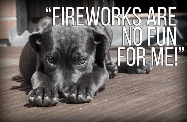 Be sure to keep animals safe from firework displays this #Diwali 🎆