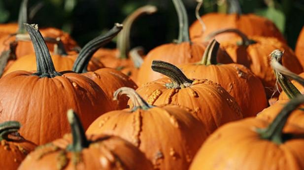 Picked a pumpkin yet? There could be one that matches your personality. Take the quiz: bit.ly/2eOSYxC https://t.co/cfyX7BxWVV