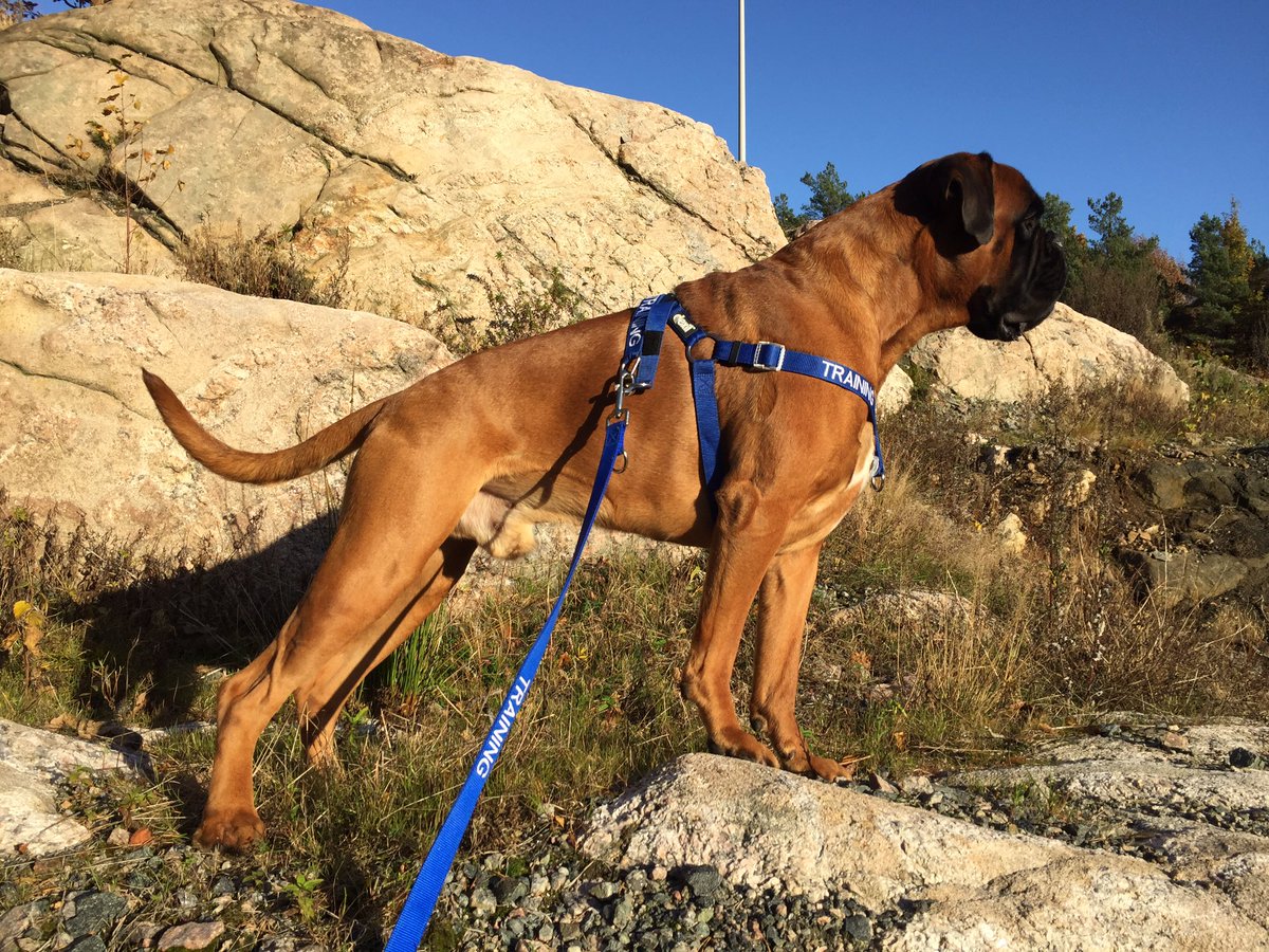 BoxerKiro's tweet image. God helg! Have a nice weekend everybody! 😊🐶 @Dogscolor @DogTreatNews @rescueaboxer @PetsitterNo @JodiDollen #training #boxernytt @buffless1