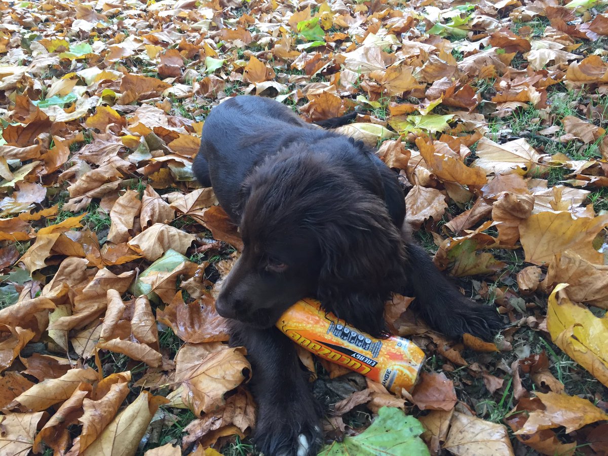 barteyeview's tweet photo. Still doing my bit - energy drink but not enough to #Binit? Come on humans your despoiling our home @DogsInRecycling #litter @CleanIsland https://t.co/KHPeKolNH6