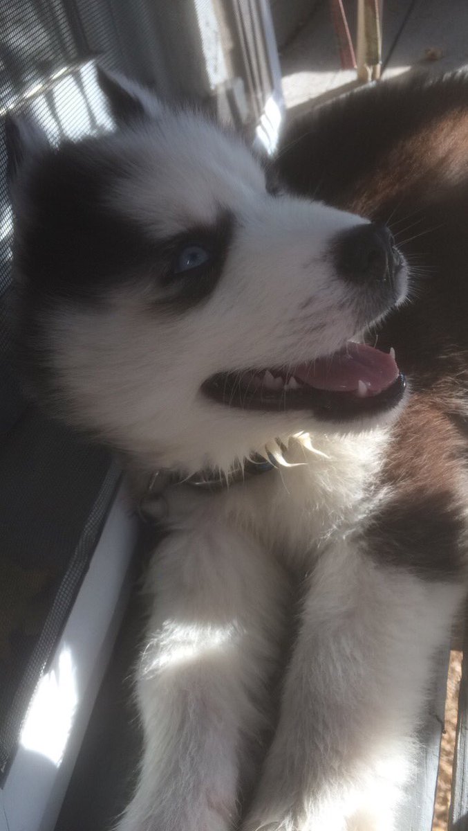 jesslstudebaker's tweet photo. @BlueJayJournal This is my 2 month old husky named Achilles and he's so cute I could die https://t.co/R6ZW7hG72z