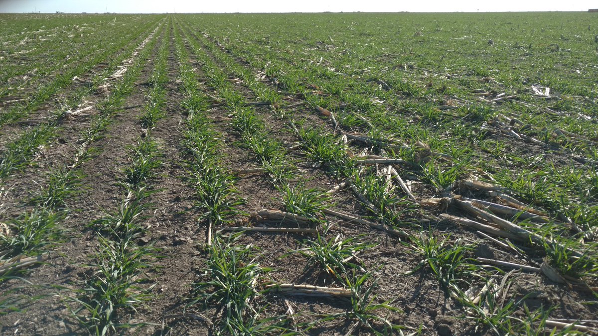 hortonseed's tweet photo. @LimagrainWheat LCS Chrome looking strong! 2 #seedingrate trials from 399K-931K seeds/ac for our 2017 Field Day! #wheat17 #farm365 #farmdata https://t.co/p6dFw8DOkS