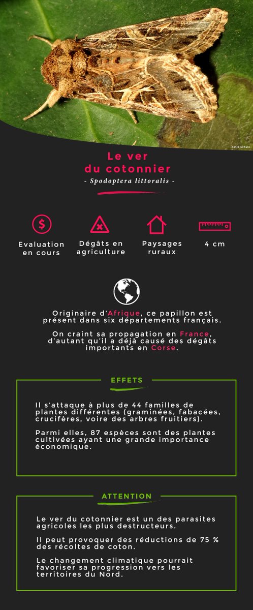 En savoir plus sur les #insectes envahissants ? &gt;&gt; invacost.fr