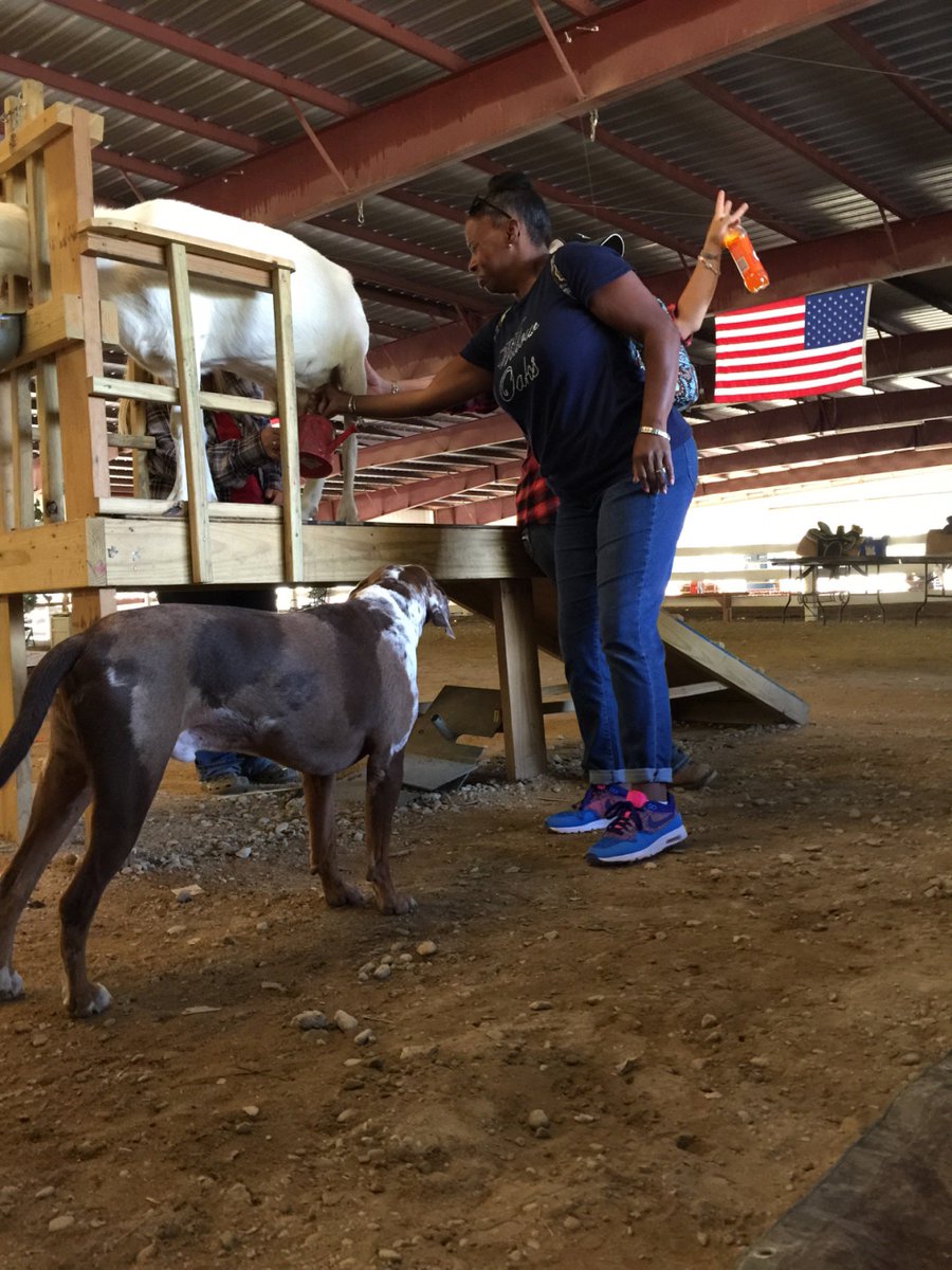 PHarrispg1's tweet photo. @PHarris can't milk a goat👎 https://t.co/lTMBXxdv59