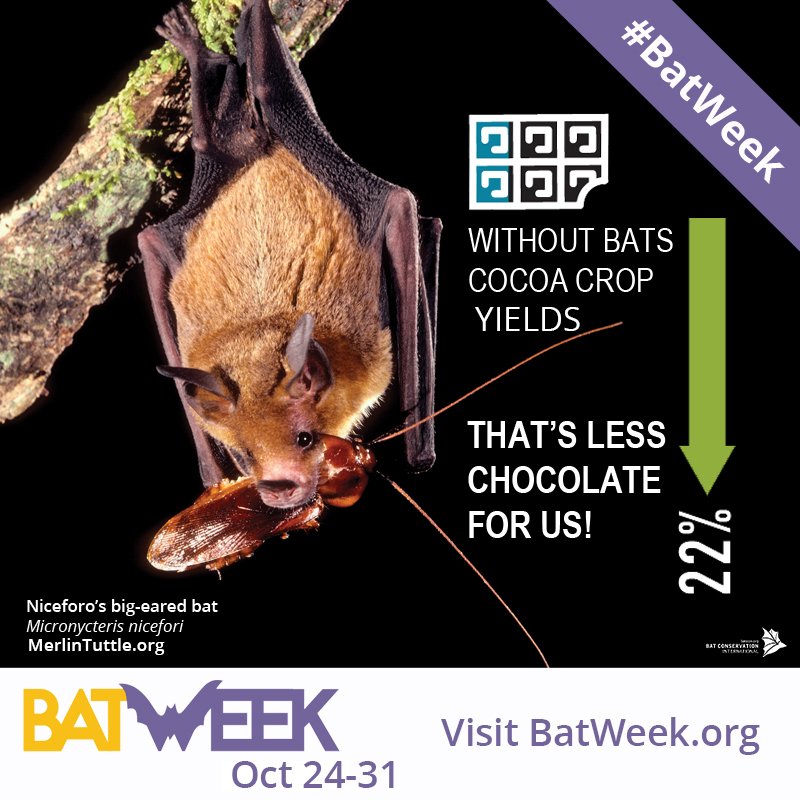 Bat Conservation International tweet media