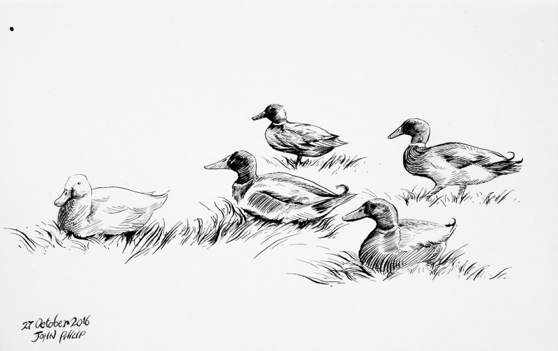 Day 27 - Ducks in Ink
#inktober #inktober2016
johnphilip.co.za/?p=1449