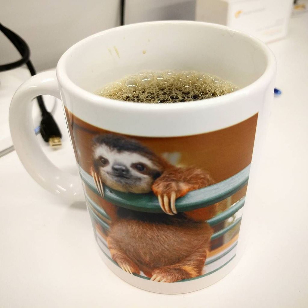 therealjeffng's tweet photo. #slothcup makes a triumphant return https://t.co/jjg5rrXF0j