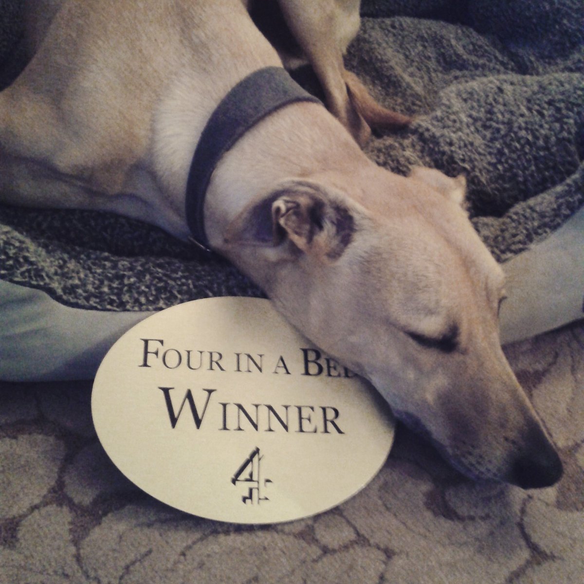 Tazzy dog can rest easy now he knows the outcome of #4inabed