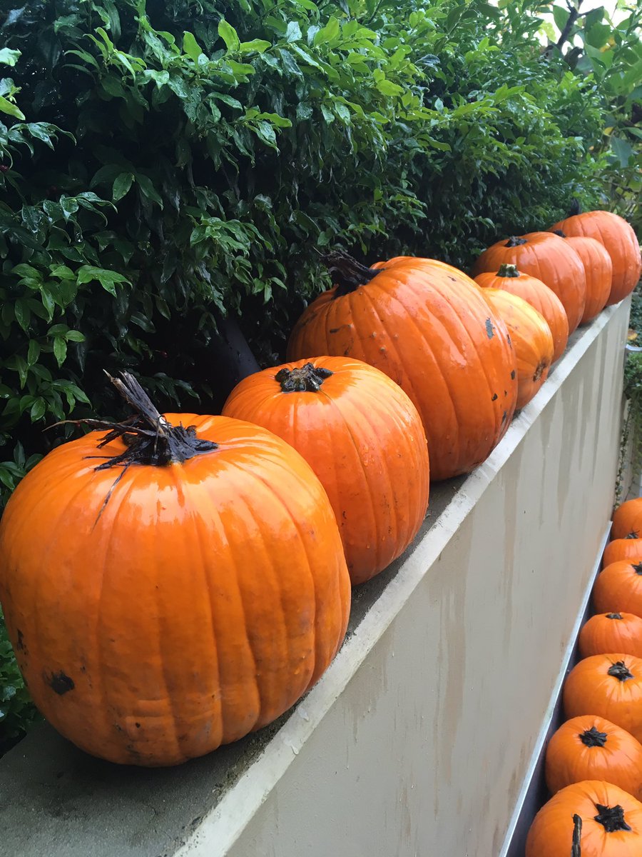 Turning the garden patio into a #pumpkinpatch for our annual pumpkin carve 🎃 #halloween #pumkincarving #jacolantern #community #rentalliving