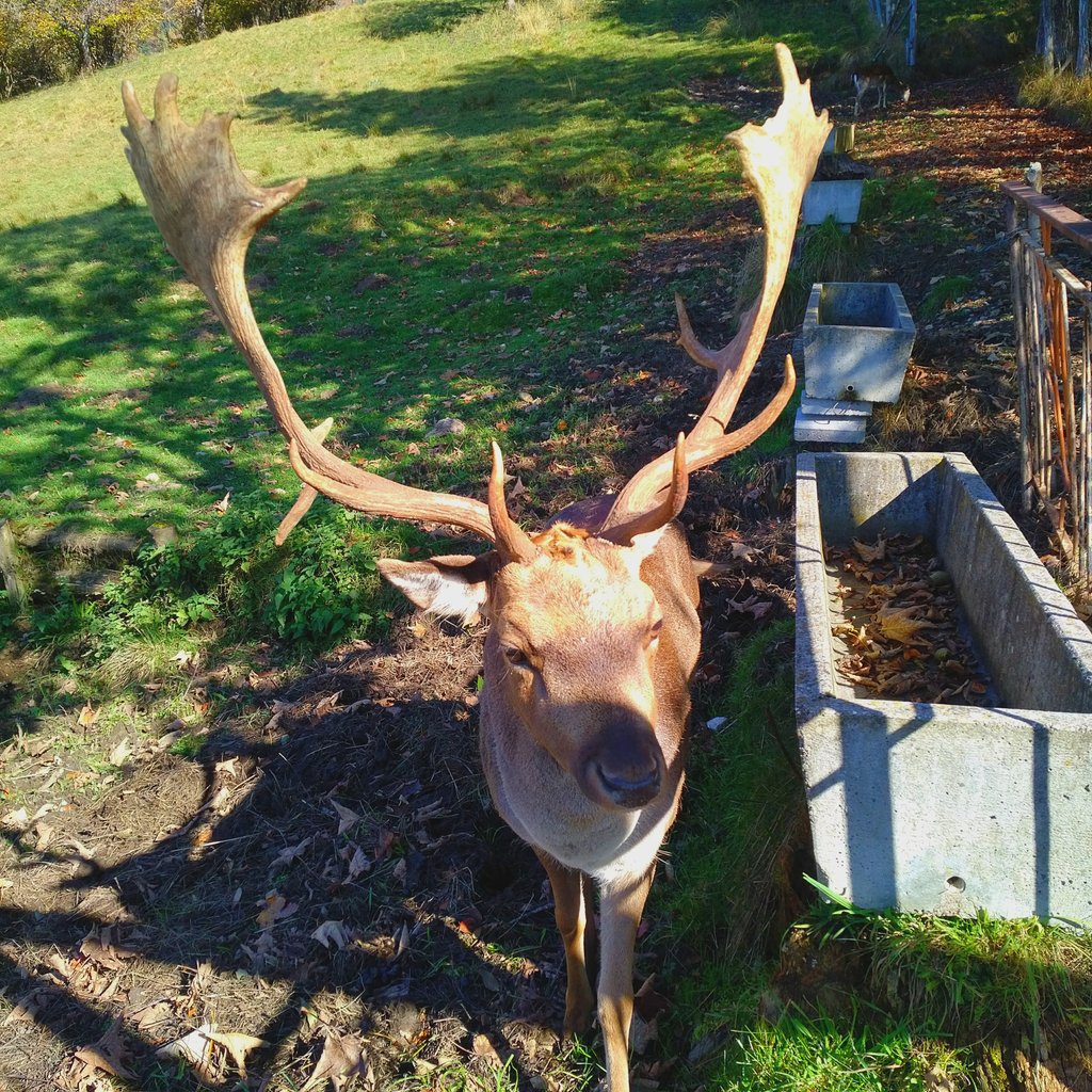 GallozziMrita's tweet photo. Incontri piacevoli...un cervo e un daino vanitosi.... Alpago (BL). https://t.co/xAJ3pHxawA