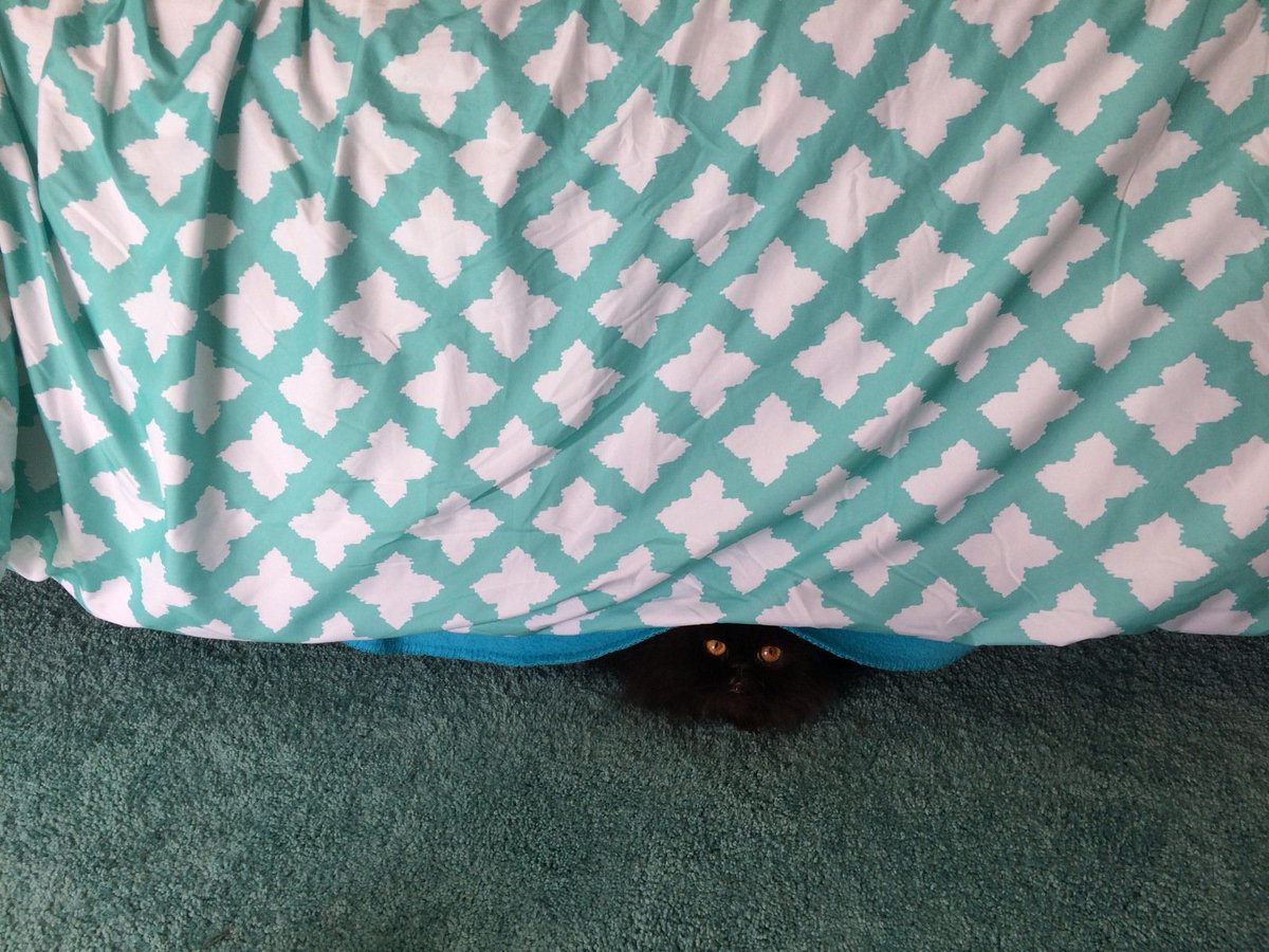 Monster's under your bed are real! #lokithepoof #CatsOfTwitter #persiancats #blackcats #Loki