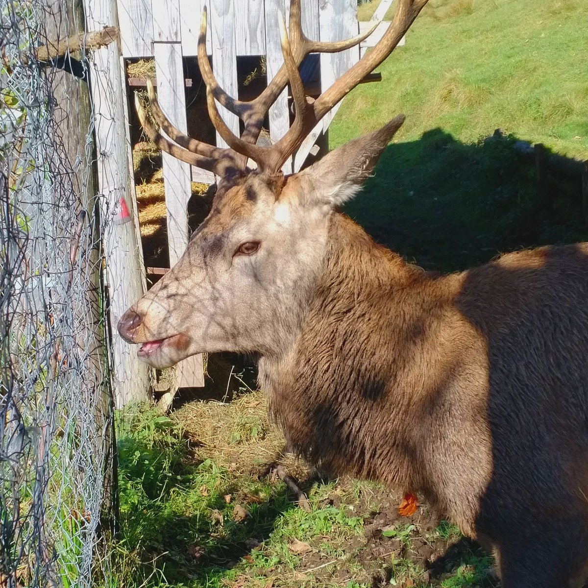 GallozziMrita's tweet photo. Incontri piacevoli...un cervo e un daino vanitosi.... Alpago (BL). https://t.co/xAJ3pHxawA