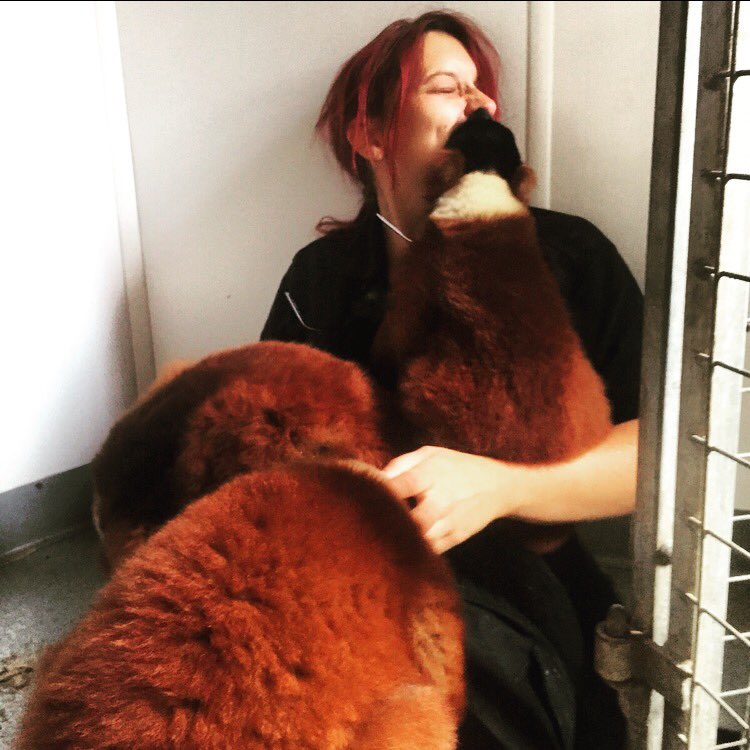 Machinekimmy's tweet photo. It's world lemur day. Basically the best day ever. #WorldLemurDay https://t.co/FKYppjRaOz