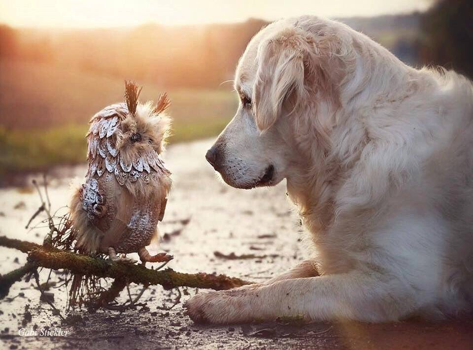 Elephant_Pals's tweet photo. "A New Friend" https://t.co/1uadbNpEdR * Free gifts, &amp; help #animals too! See: https://t.co/ilTcvXhia5 * Please RT