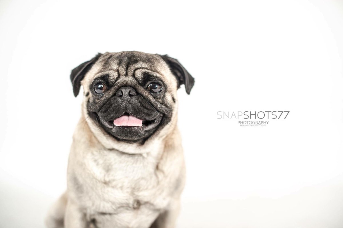 SnapShots77's tweet photo. Sneak peek from today's photoshoot! #pugs #snapshots77 #pets #petphotographer https://t.co/5qvAWjei9l
