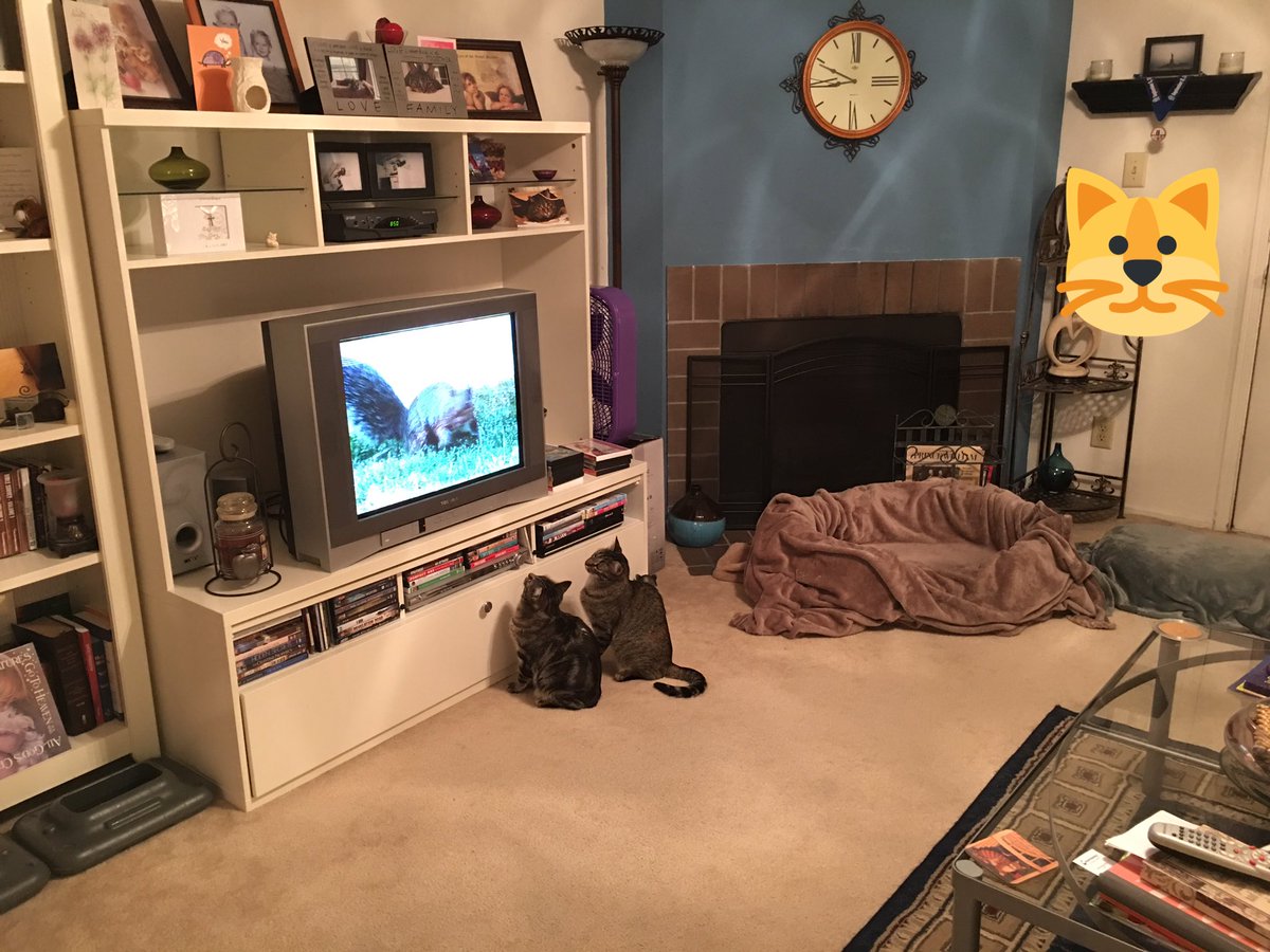 traceytyson33's tweet photo. Cat tv stalking 101!! https://t.co/slch6kUHuS