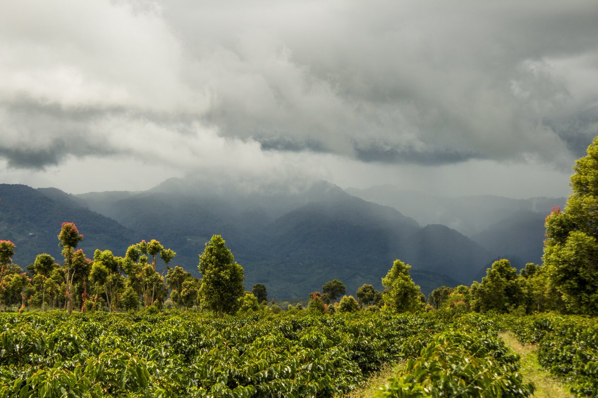 TorchCoffee's tweet photo. So honored to partner with Santiang Exports. They are completely changing cup quality in Kerinci, Sumatra! #torchcoffee #sumatracoffee https://t.co/8e9u0X0WdT