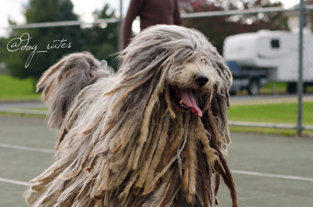 WeRateDogs tweet media