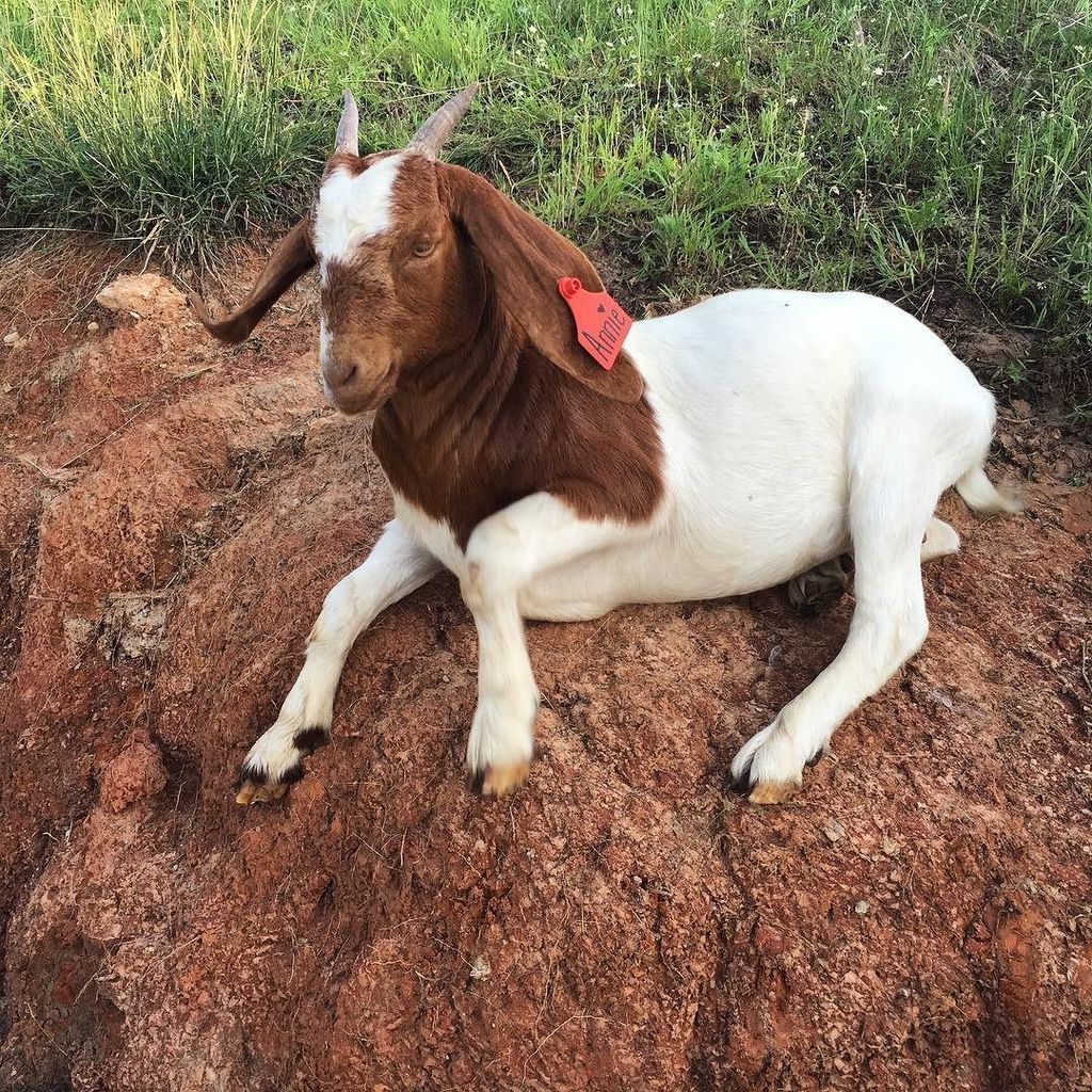 RentARuminantTX's tweet photo. Annie taking a break to enjoy Friday. #rentagoat #rentaruminant #rentaruminanttexas #renta… https://t.co/5bxQqKAXlH https://t.co/32zC6Xij24