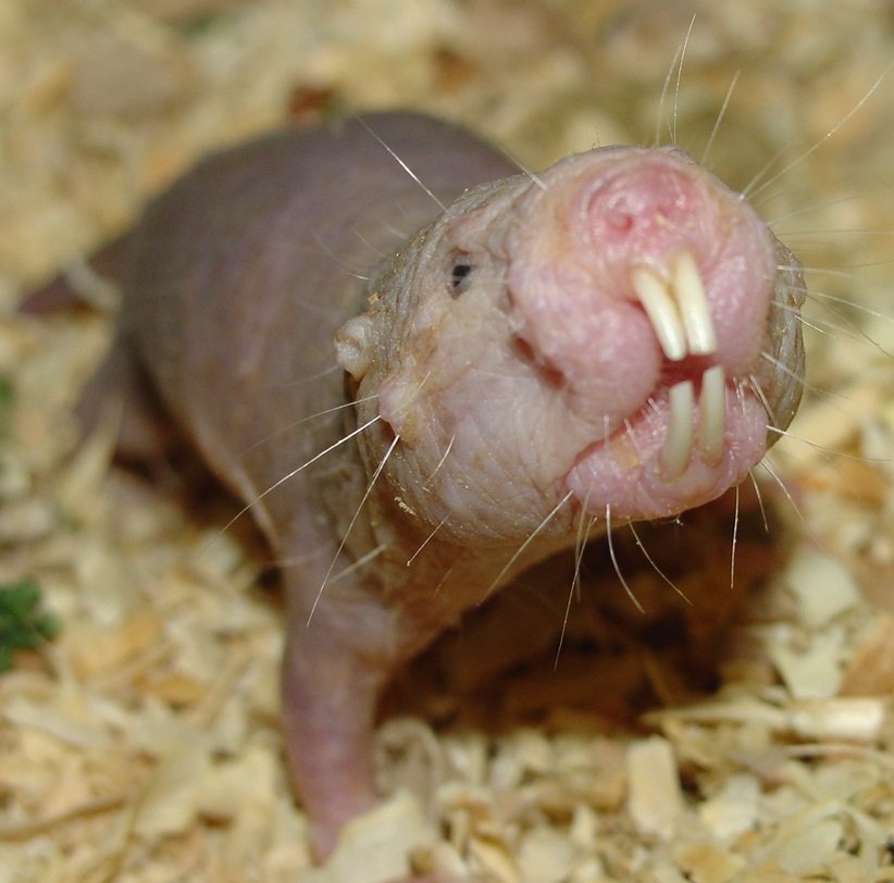 MaduOrang's tweet image. A sometime Fruitocrat I can count on to get the veggie votes too. My running mate, Queen, Naked Mole Rat! Vote! goo.gl/GdexpT