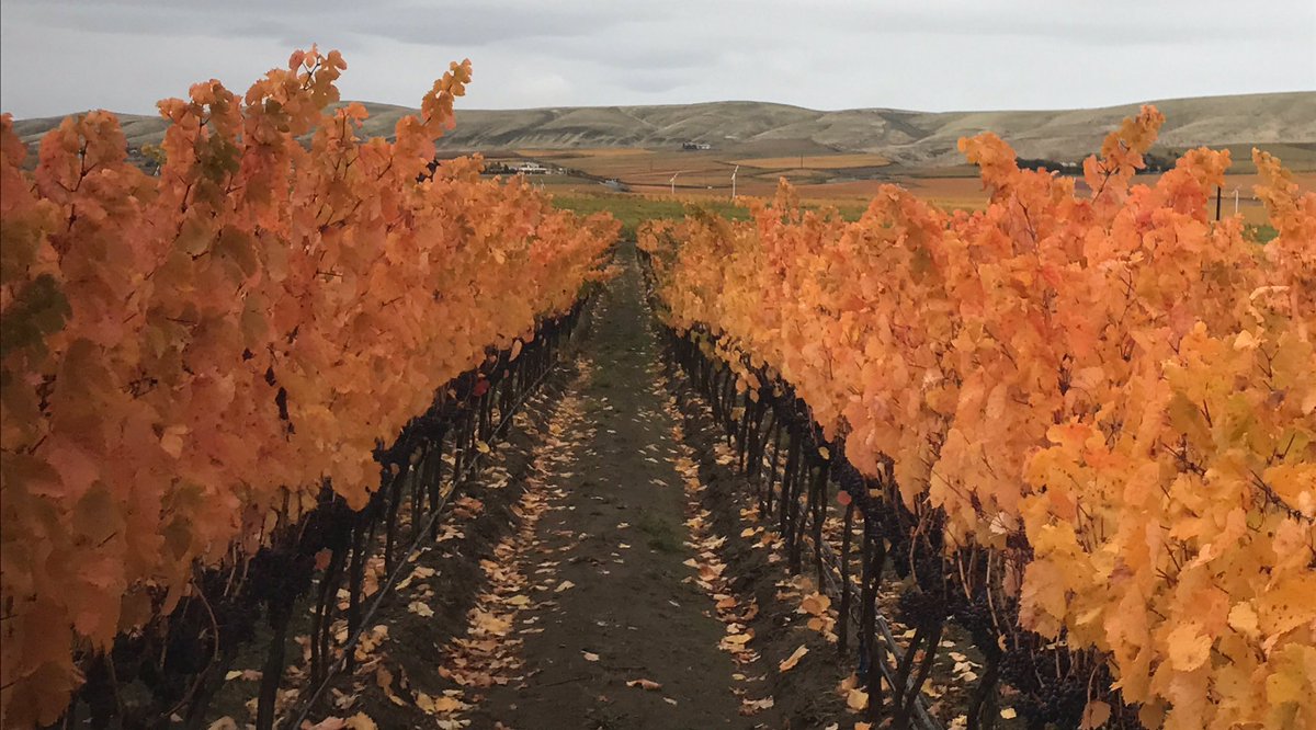 BarnardGriffin's tweet photo. #fallleaves https://t.co/6H8dnhzECE