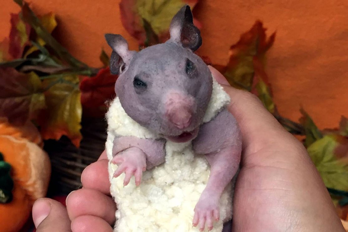 UlrichJvV's tweet photo. Meet Silky, a little hamster born hairless. Staff at Oregon Humane Society crocheted a tiny sweater for her to make sure she stays warm. ❤️🐹 https://t.co/Jaan1uH8Y2