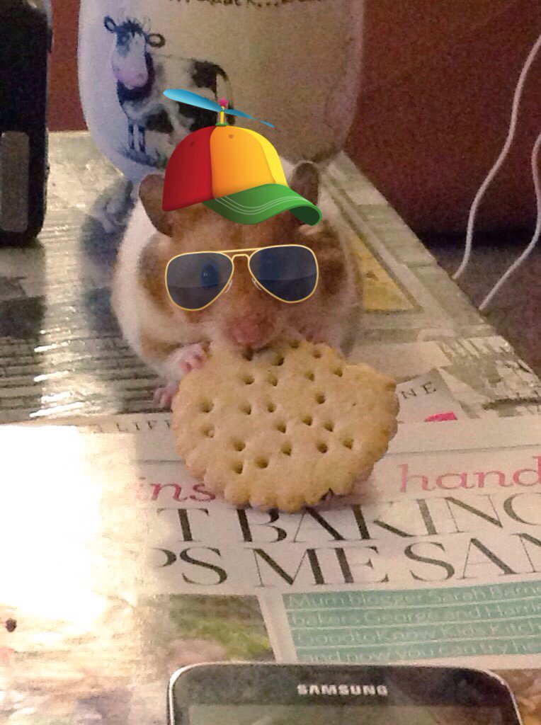 BuddyHamster's tweet photo. #honeyg #hammyg #cherryg @TheXFactor https://t.co/PBGi3pAdUB