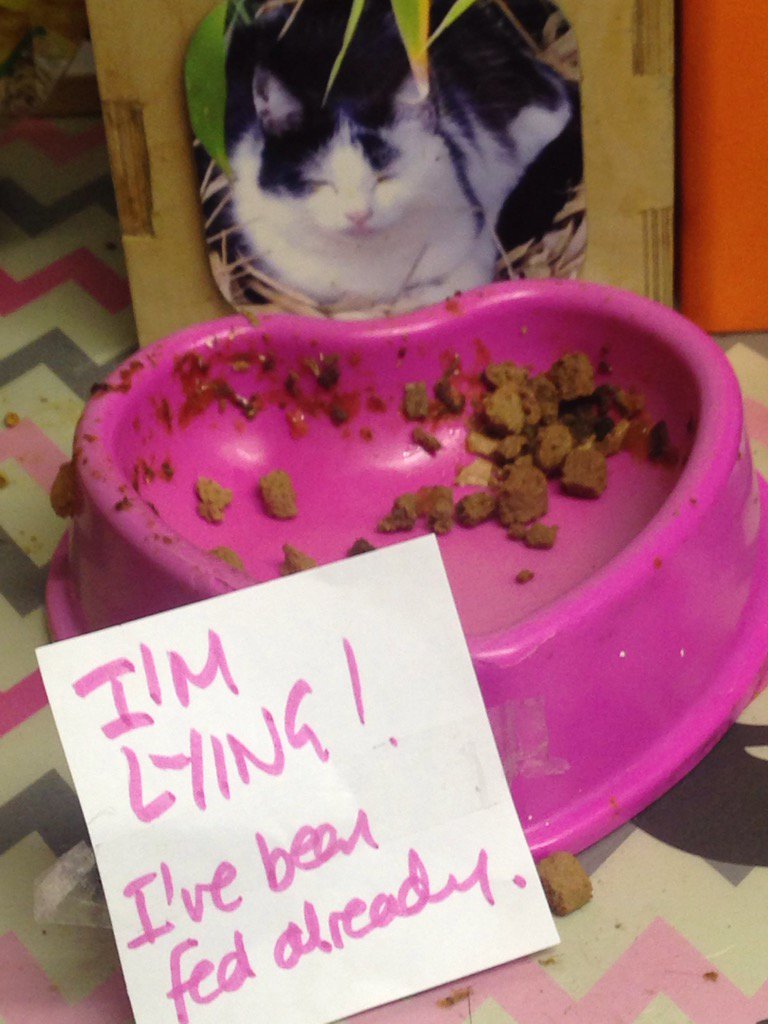 JasmineTuxCat's tweet photo. Really! The Boss is such a snitch #feedmeagain https://t.co/S2HWUlzIDl