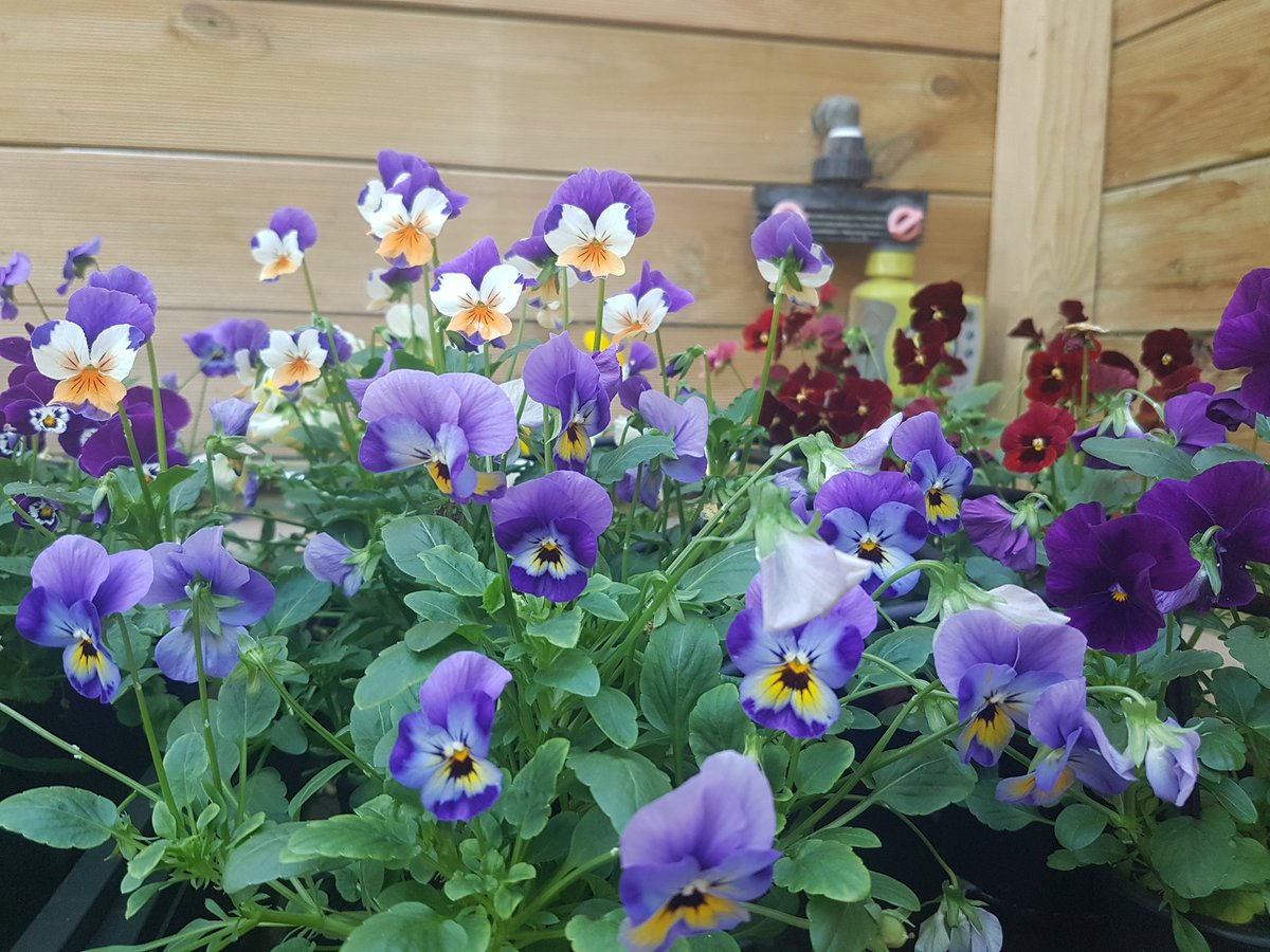 <a href="/PCaboBusto/">Pasteleria CaboBusto</a> nos explica el secreto de sus dulces y porqué le gustan tanto las flores comestibles. 
#CometeAsturias hoy 22:00 <a href="/TeleAsturiasTV/">TeleAsturiasTV</a>